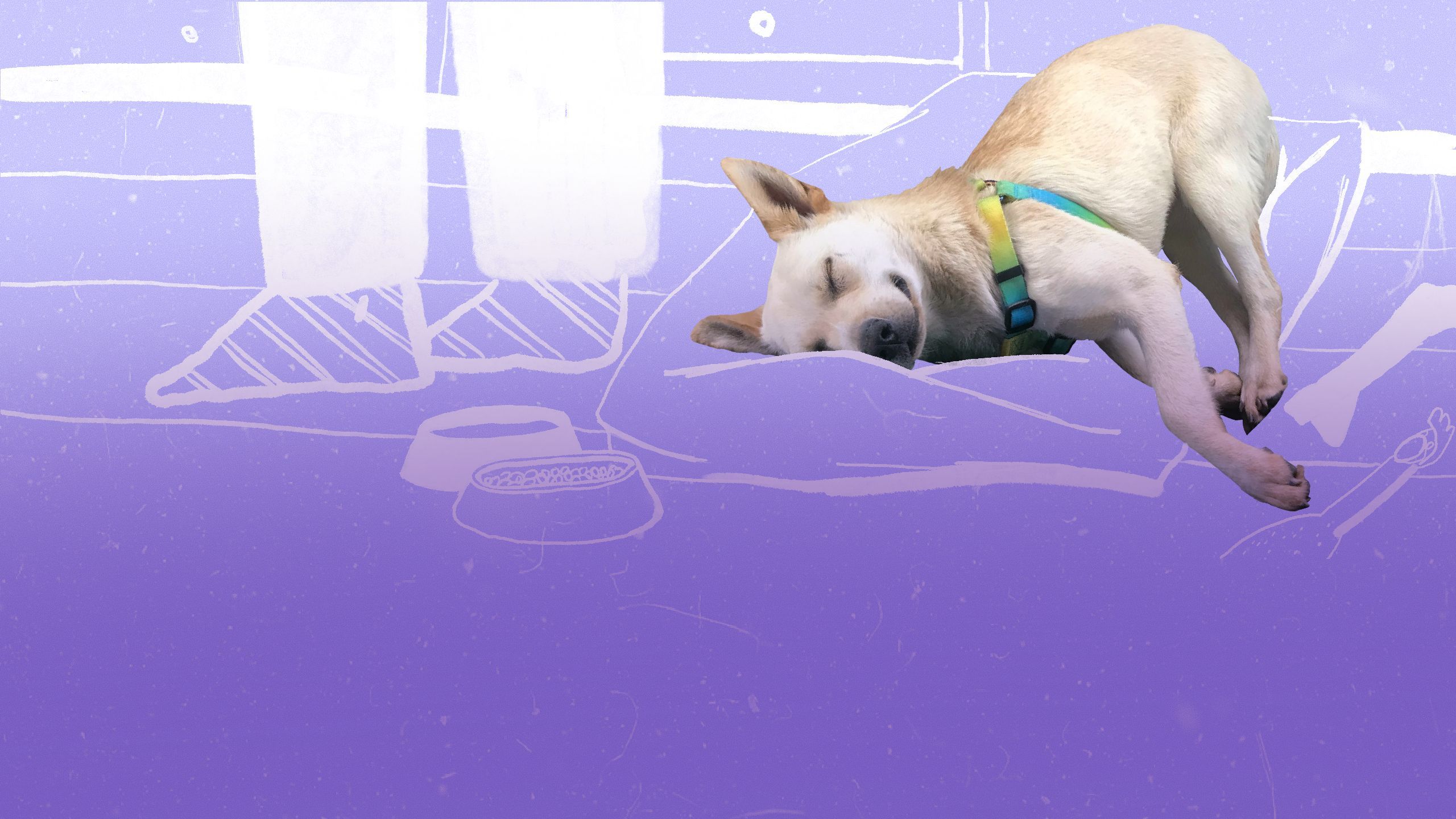 Изображение-Я хочу взять животное из приюта или с улицы. Они «сложнее» породистых? К чему мне готовиться?